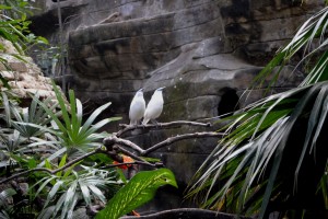 Het Bali Bird Park en het daarbij behorende Reptilarium. Een korte impressie.